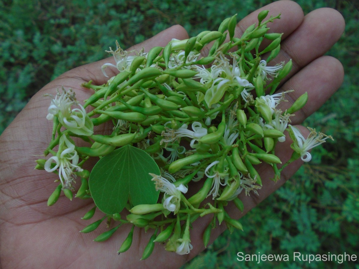 Bauhinia racemosa Lam.